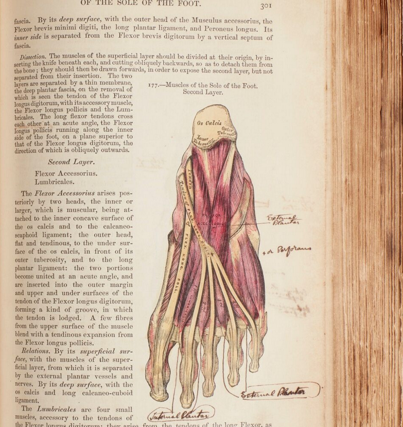 What is heritage - Anatomical drawing 1858