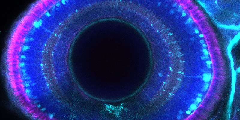 Sagittal section of an 8 day post-fertilisation zebrafish eye with the outer photoreceptor segments stained by anti-Zpr1 (magenta), amacrine and retinal ganglion cells expressing GFP [Tg(islt1:GFP); cyan], and nuclei counterstained with DAPI (blue).