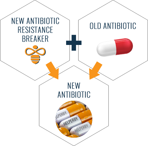 An illustration describing how new antibiotic resistance breakers can create new antibiotics.