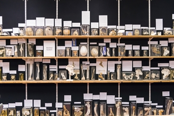 Shelves of specimens in jars from St George's pathology museum.