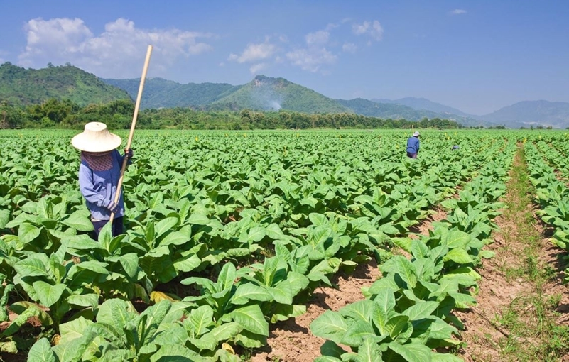 A farmer working in a crop.