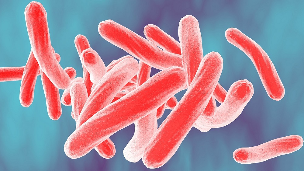 Image_shows_mycobacterium_tuberculosis