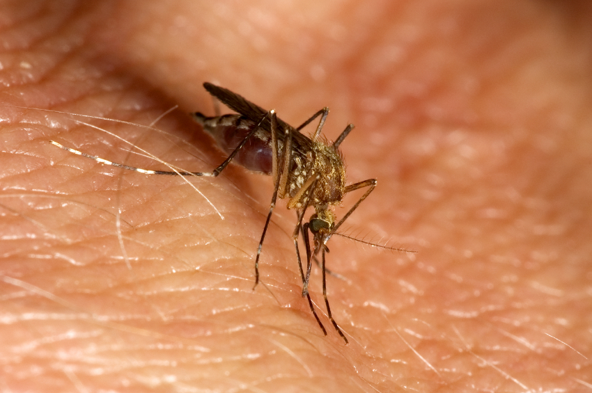 malaria_mosquito